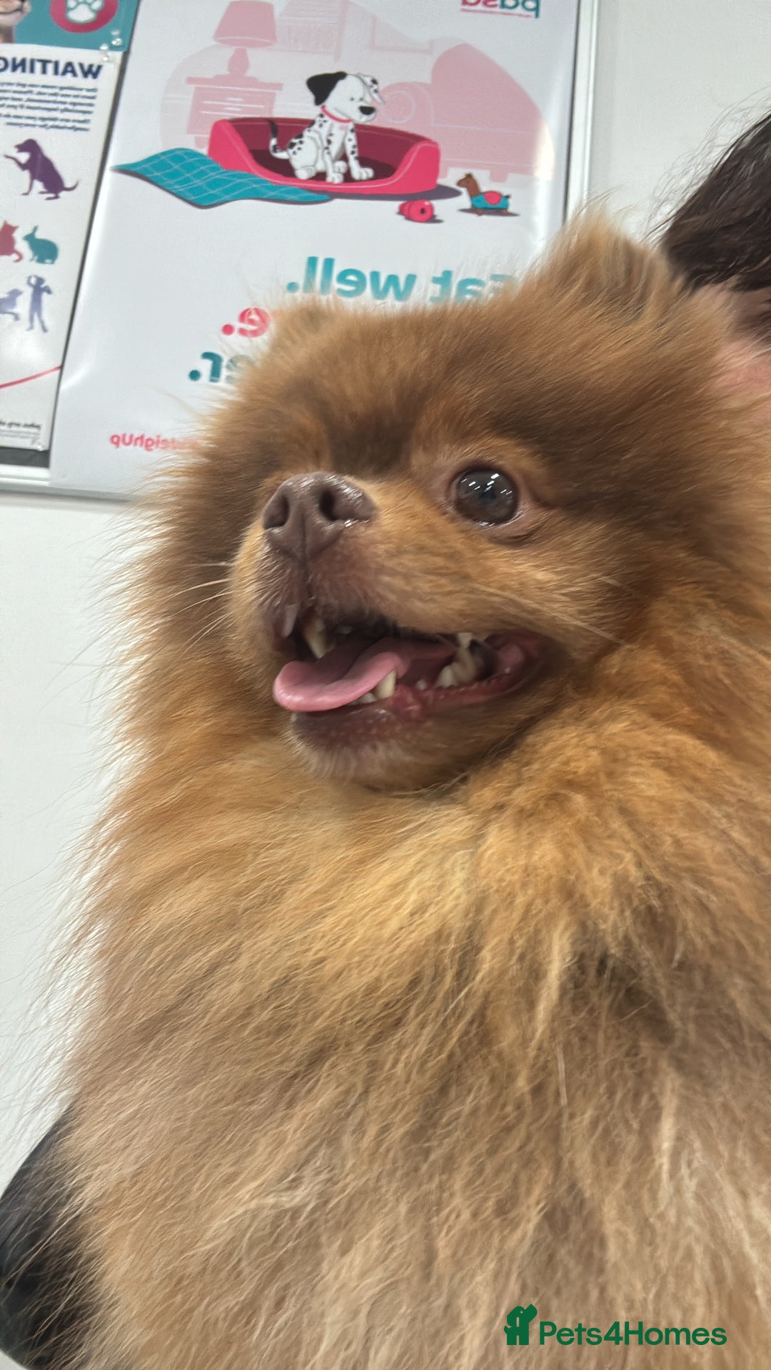 Pomeranian dogs for stud: Rosco available for stud  - Advert 2