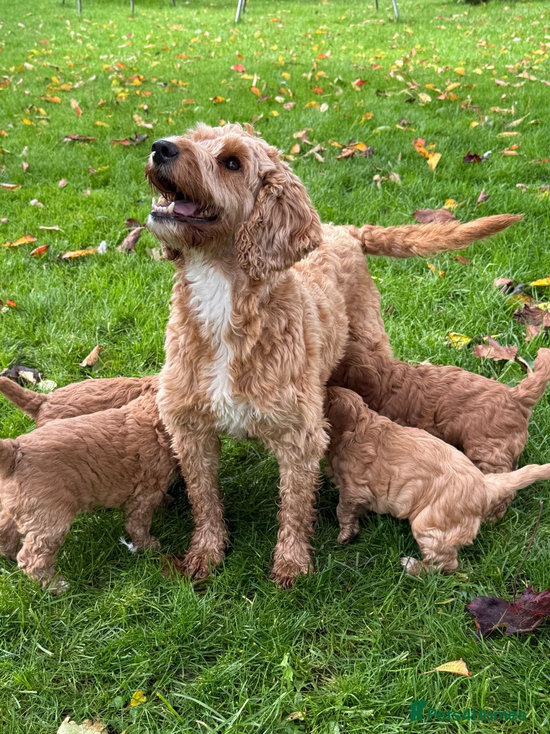 Cockapoo dogs for sale: F1b Toy Cockapoos 5⭐️ Licensed Breeder DNA Clear - Image 13
