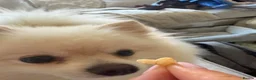 Pomeranian dogs for stud: Gorgeous white Pomeranian for stud  - Advert 2