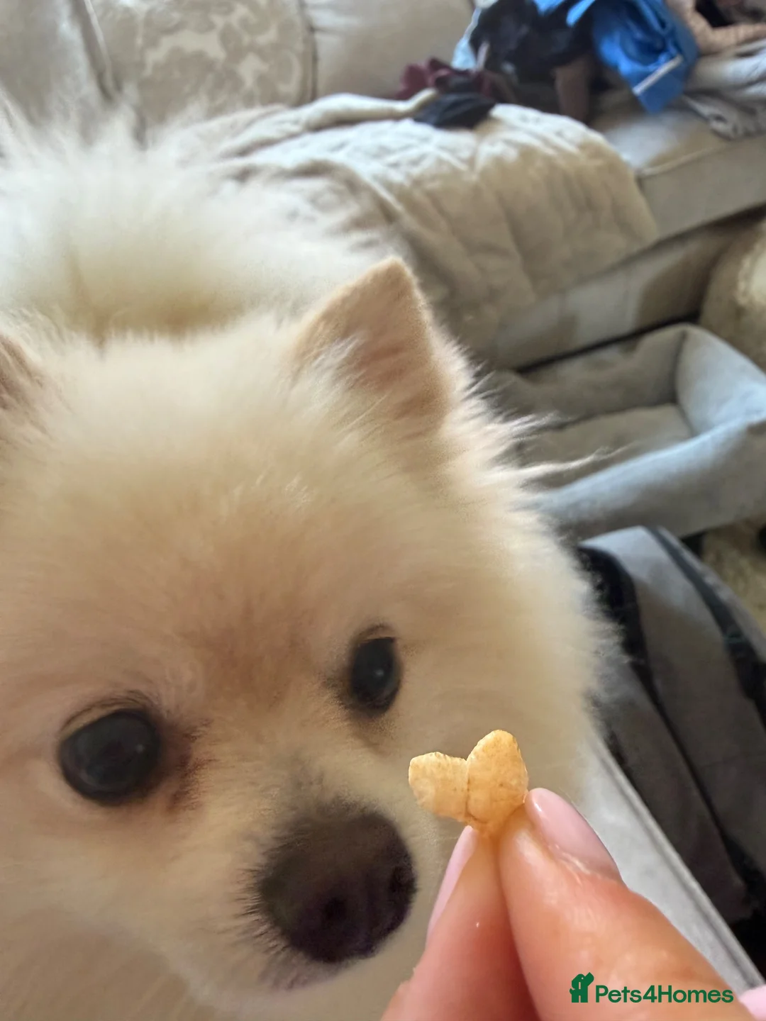 Pomeranian dogs for stud: Gorgeous white Pomeranian for stud  - Advert 2