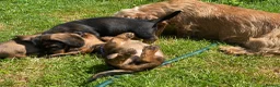 Dachshund dogs for sale: Wirehaired Dachshund Puppies (STD) - Advert 9