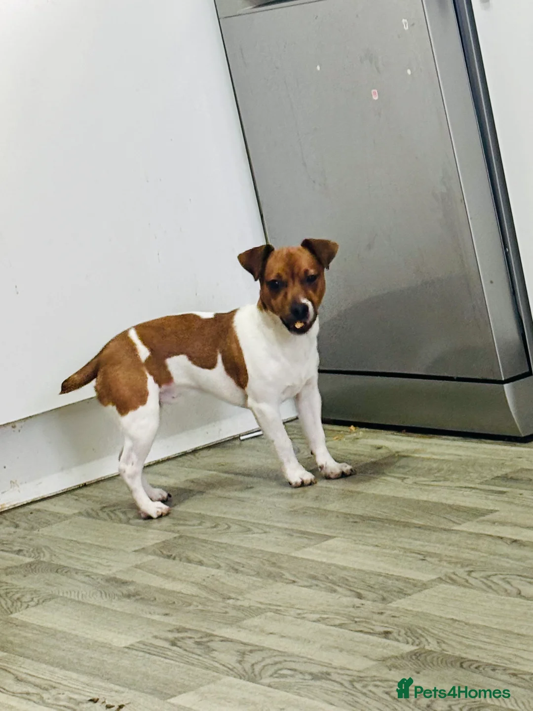 Jack Russell dogs for sale: Pure bred Jack Russell puppy  in Gravesend - Advert 1