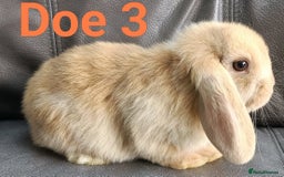 Mini Lop rabbits for sale: 🐰Beautiful mixed litter of Plush x Mini Lop kits - Image 24