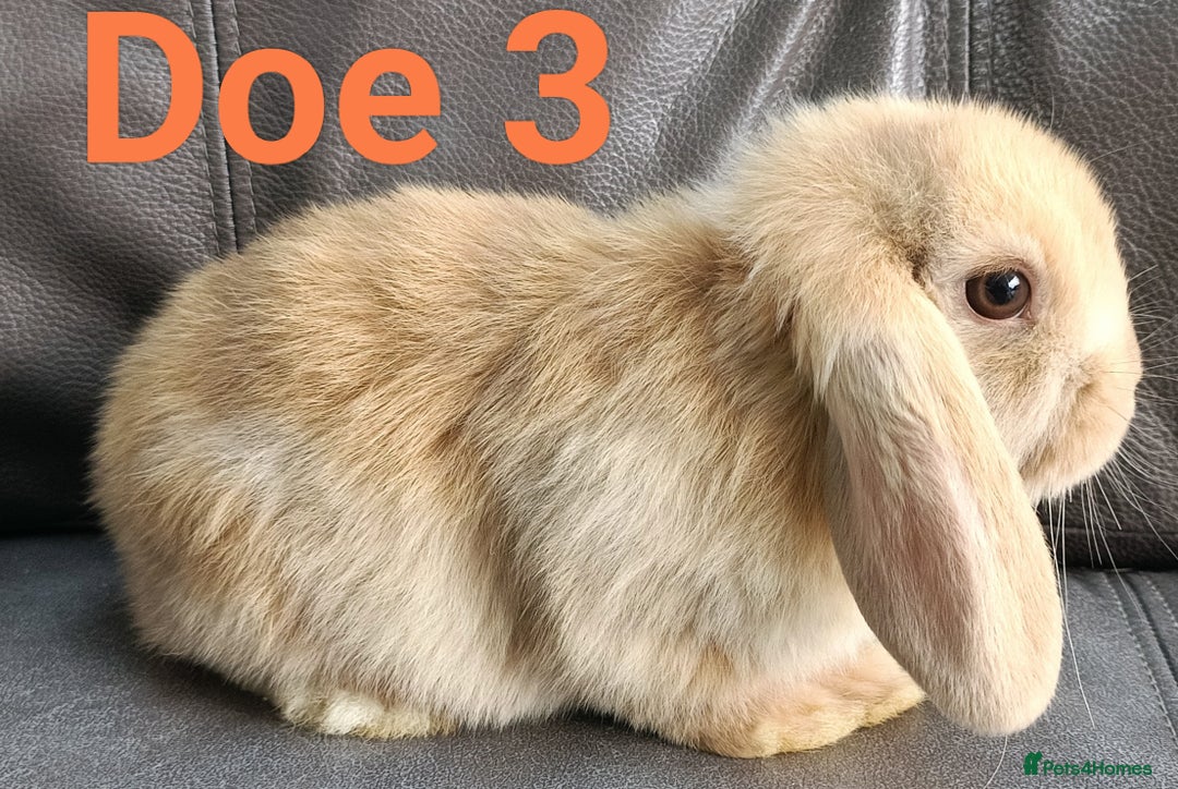 Mini Lop rabbits for sale: 🐰Beautiful mixed litter of Plush x Mini Lop kits - Image 24