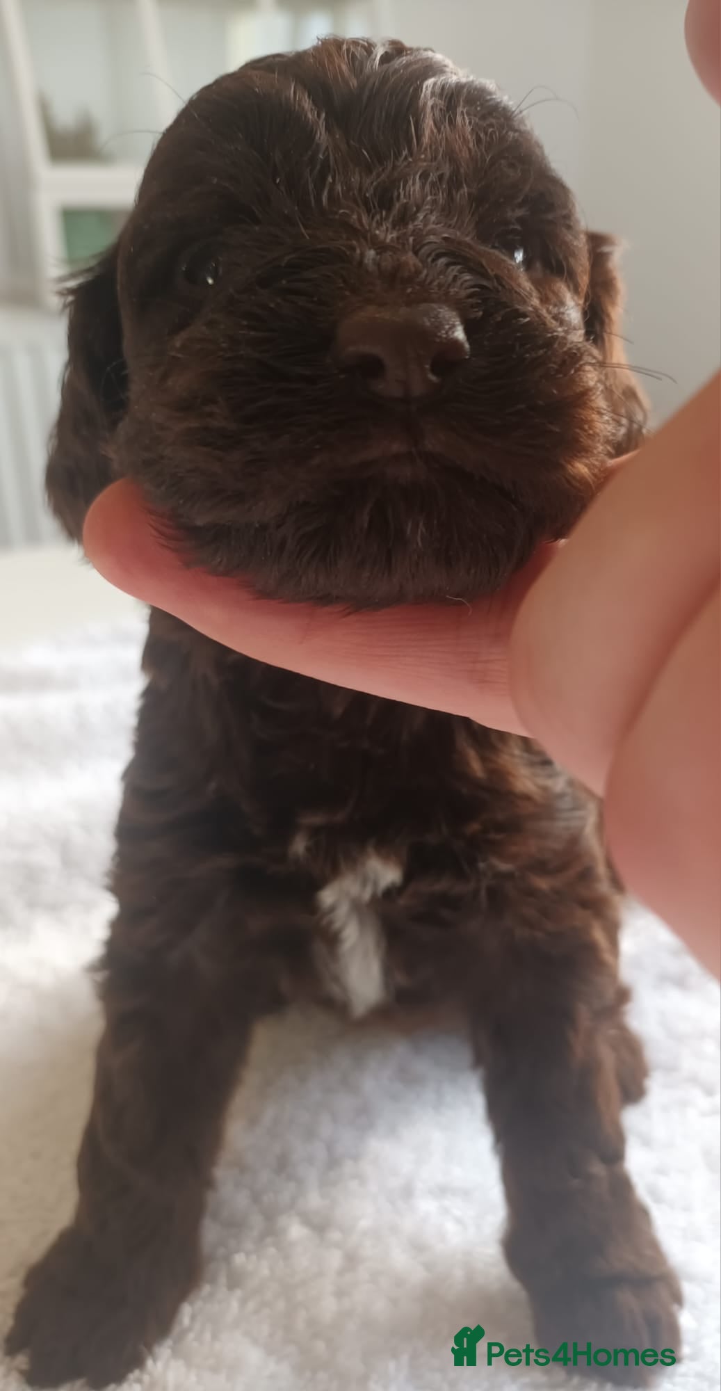 Sproodle dogs STUNNING SHOW SPRINGAPOO PUPPIES FOR SALE  - Advert 1