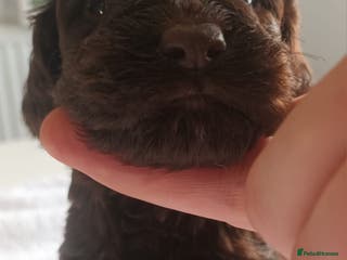Sproodle dogs STUNNING SHOW SPRINGAPOO PUPPIES FOR SALE - Advert 1