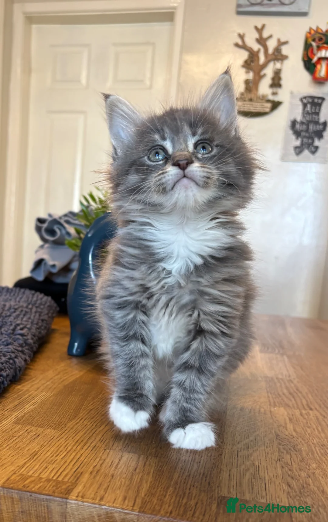 Maine Coon cats for sale: MAINE COON KITTENS - 1 POLYDACTYL - Advert 1