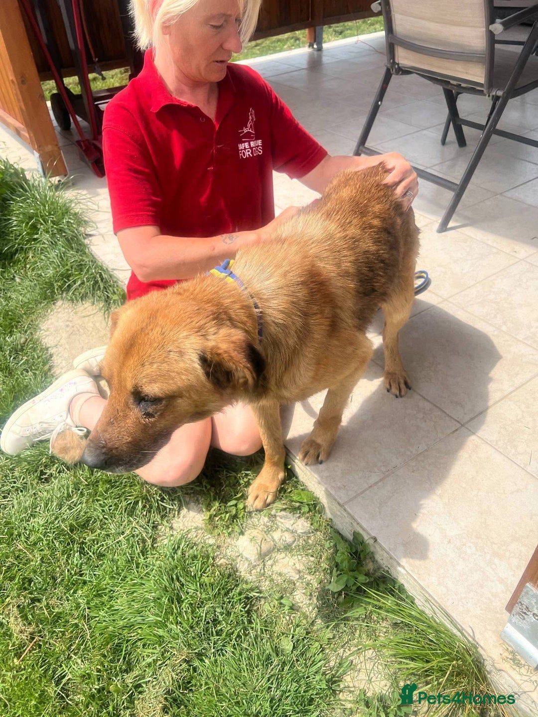 Mixed Breed dogs for adoption: Cyril - Fakenham Norfolk  - Advert 2