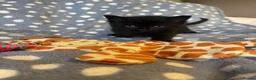 Mixed Breed cats for sale: British Shorthair Cross Kittens for Sale 🐾 - Advert 12