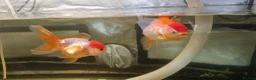 Fancy Goldfish fish for sale: Two Fancy Goldfish in Stroud - Advert 2