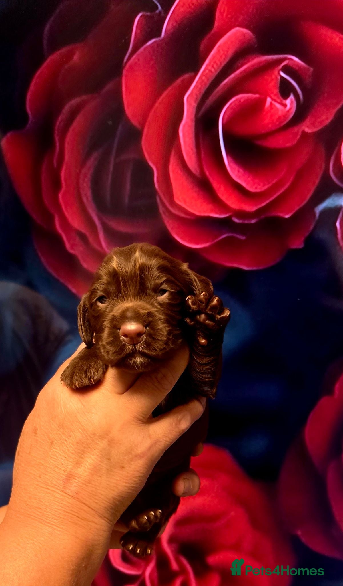 Cocker Spaniel dogs   KC REG Working Chocolate spaniels babies - Advert 2