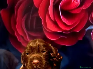 Cocker Spaniel dogs KC REG Working Chocolate spaniels babies - Advert 2