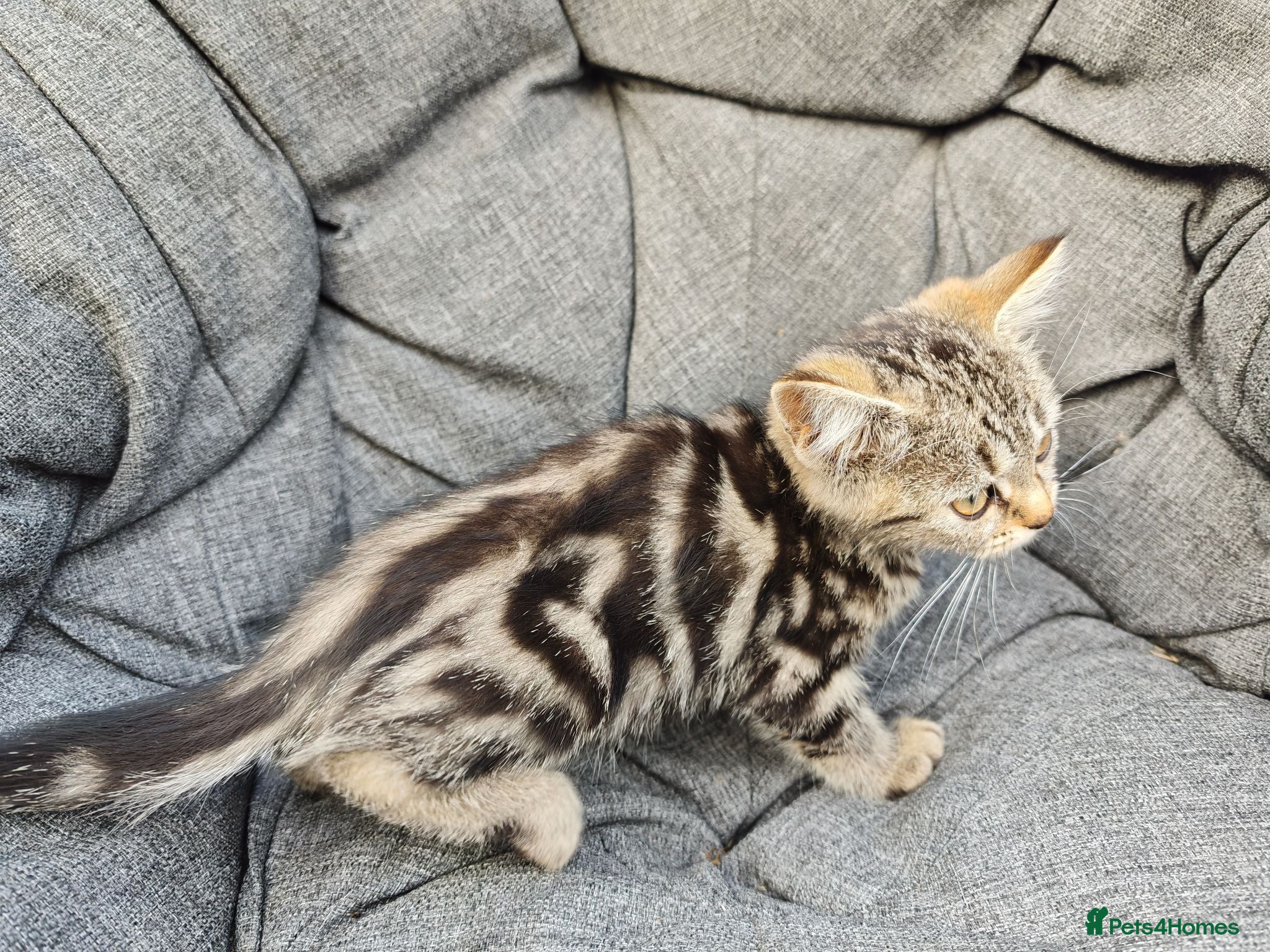 British Shorthair cats Last silver tabby boy left - Advert 2