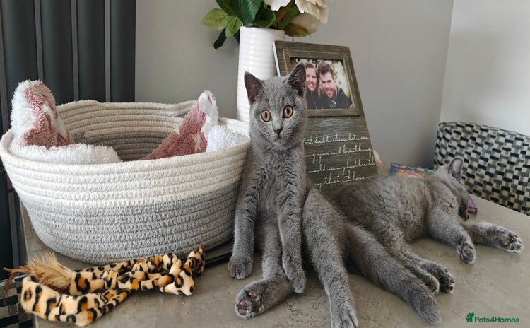 British Shorthair cats - Advert 2