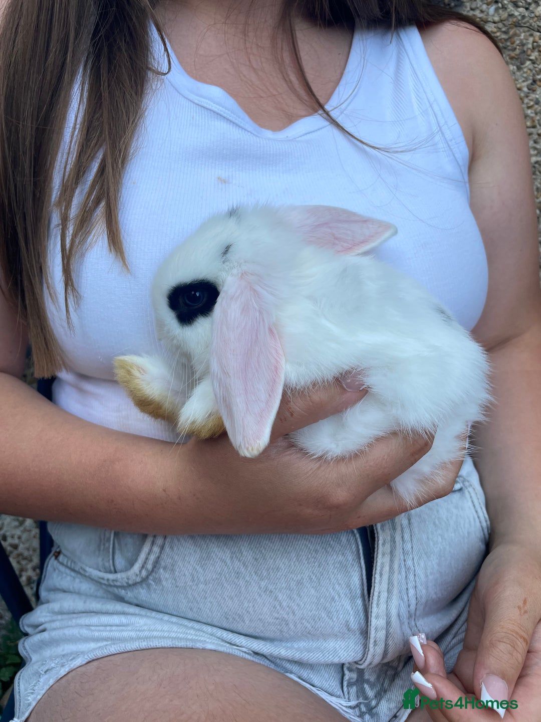 Mini Lop rabbits for sale: 5 mini lop eared Rabbits  - Image 9