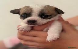 Chihuahua dogs for sale: Beautiful chihuahua puppys - Image 16