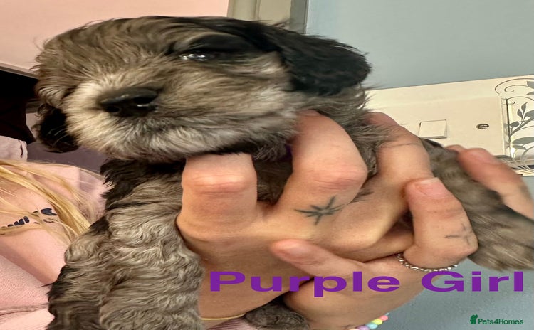 Cockapoo dogs - Advert 1
