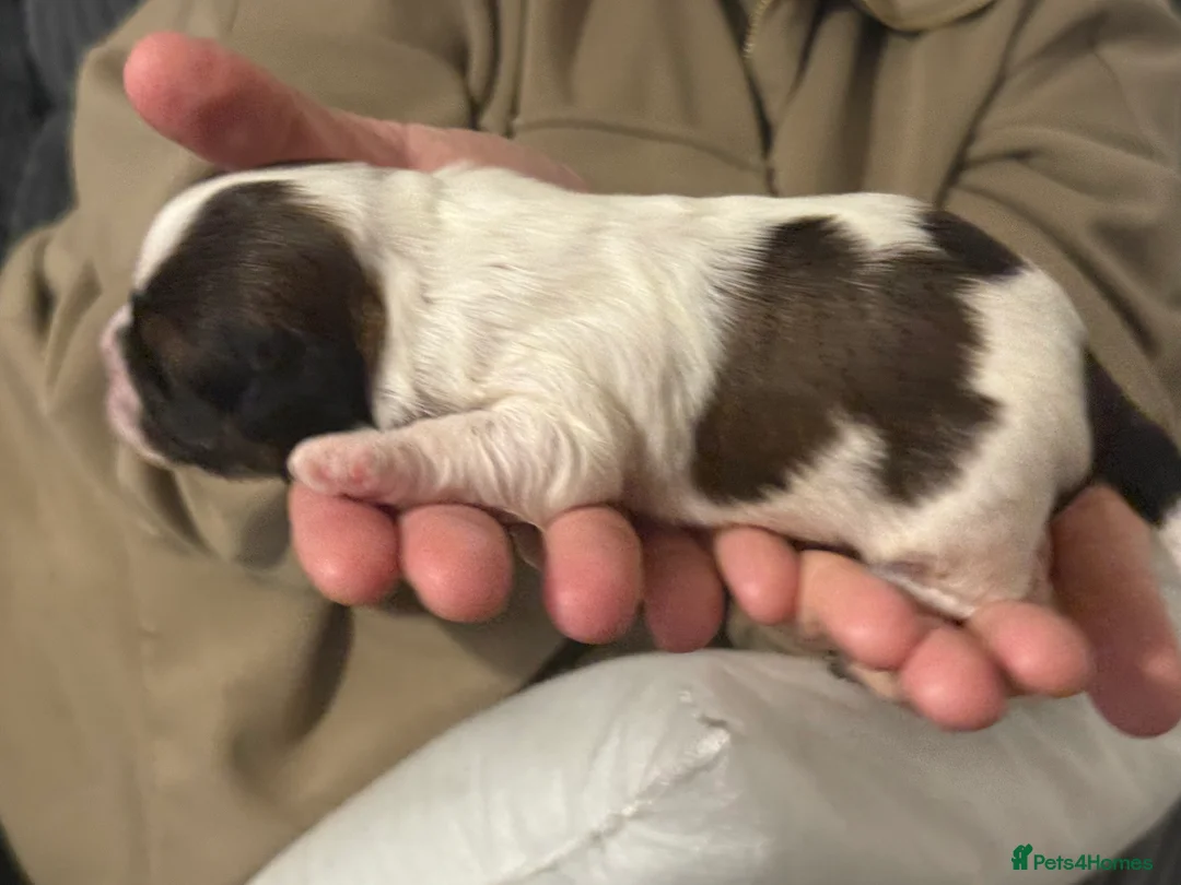 Shihpoo dogs for sale: 3x Shihpoo Male Puppies for sale - Advert 12