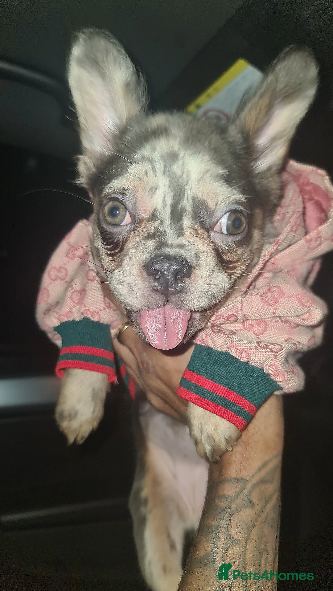 French Bulldog dogs ✨ Enchanted Frenchie Puppies Ready Now! ✨ - Advert 11