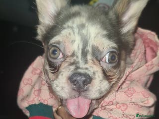 French Bulldog dogs ✨ Enchanted Frenchie Puppies Ready Now! ✨ - Advert 5