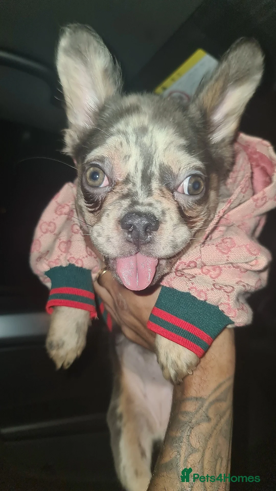 French Bulldog dogs for sale: ✨ Enchanted Frenchie Puppies Ready Now! ✨ - Advert 6