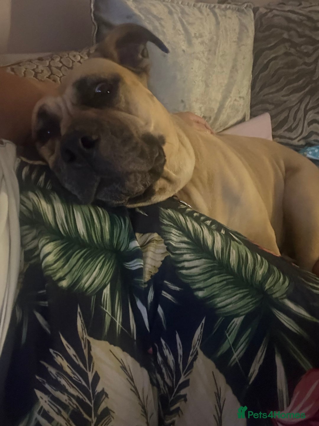 Presa Canario dogs for sale: 4 year old Skye  - Advert 2