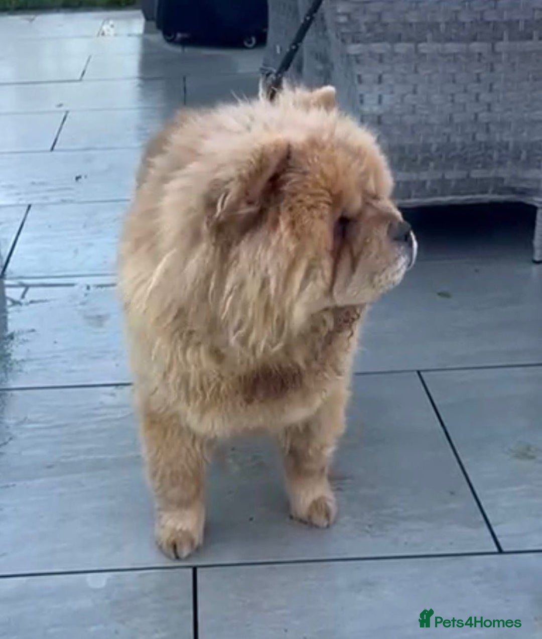 Chow Chow dogs for sale: Chow chow female looking new home - Advert 3