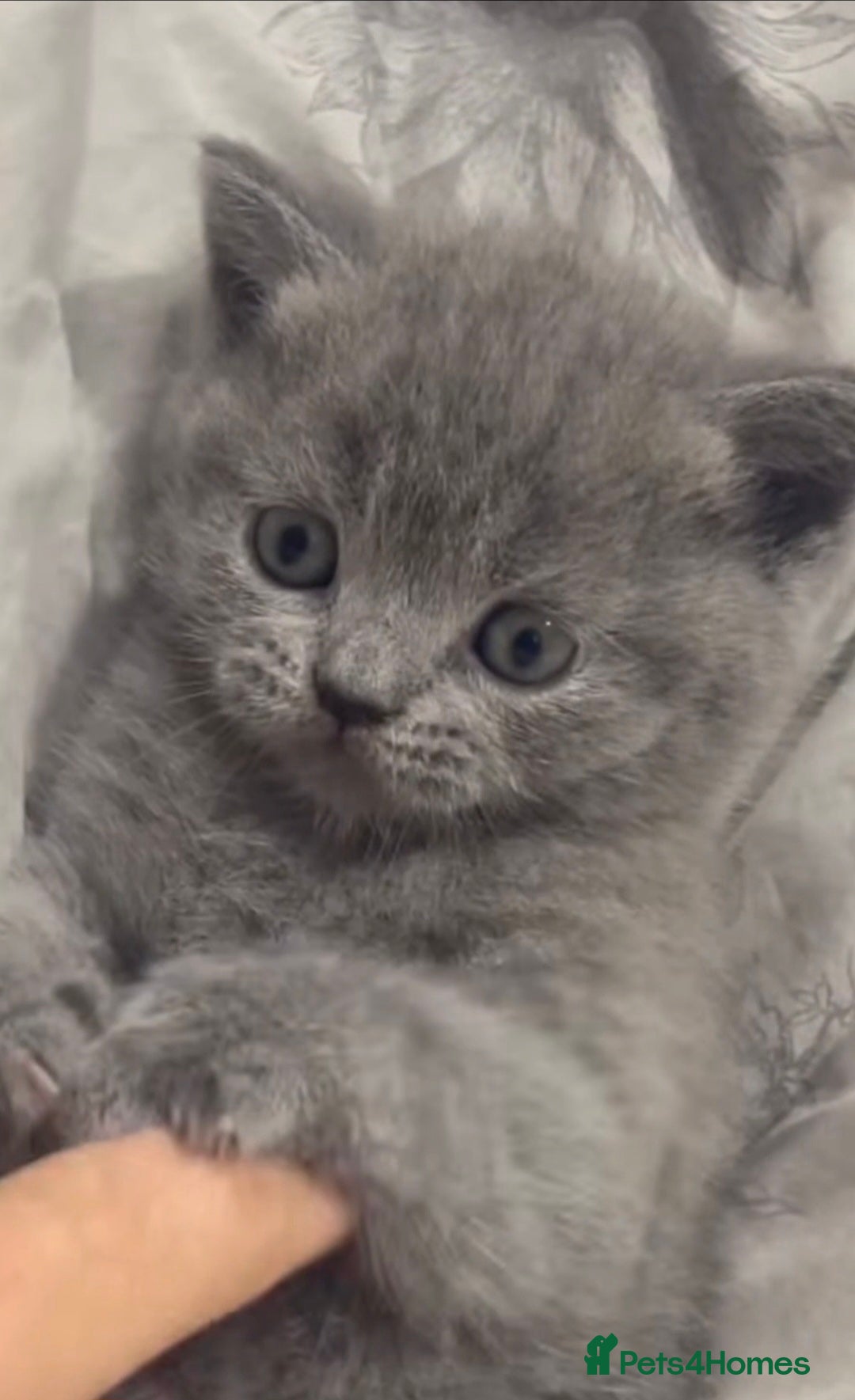 British Shorthair cats for sale: Beautiful british shorthair kittens  - Advert 3