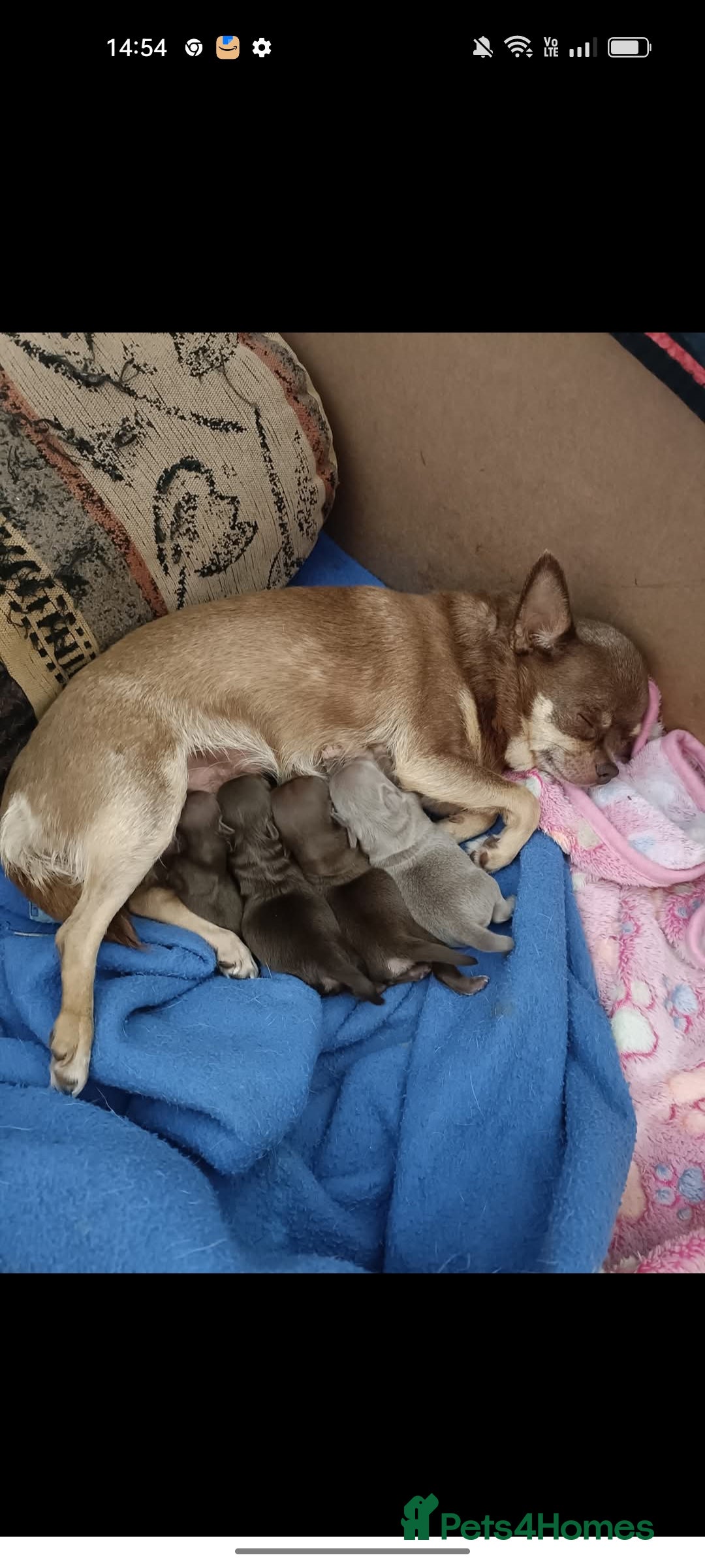 Chihuahua dogs for sale: Stunning tiny Chihuahua puppies. READY NOW - Image 4