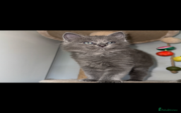Ragdoll cats for sale: Gorgeous Ragdoll x British Shorthair Kittens  - Image 11