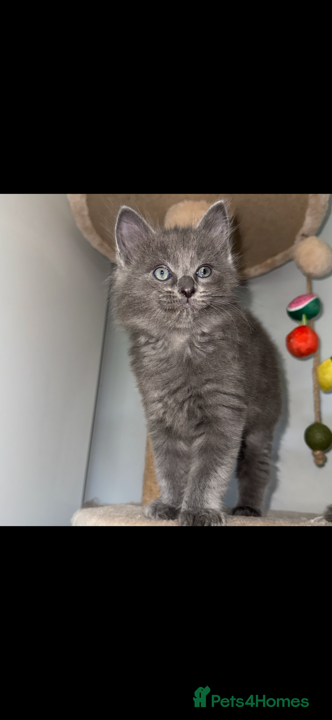 Ragdoll cats for sale: Gorgeous Ragdoll x British Shorthair Kittens  - Image 11