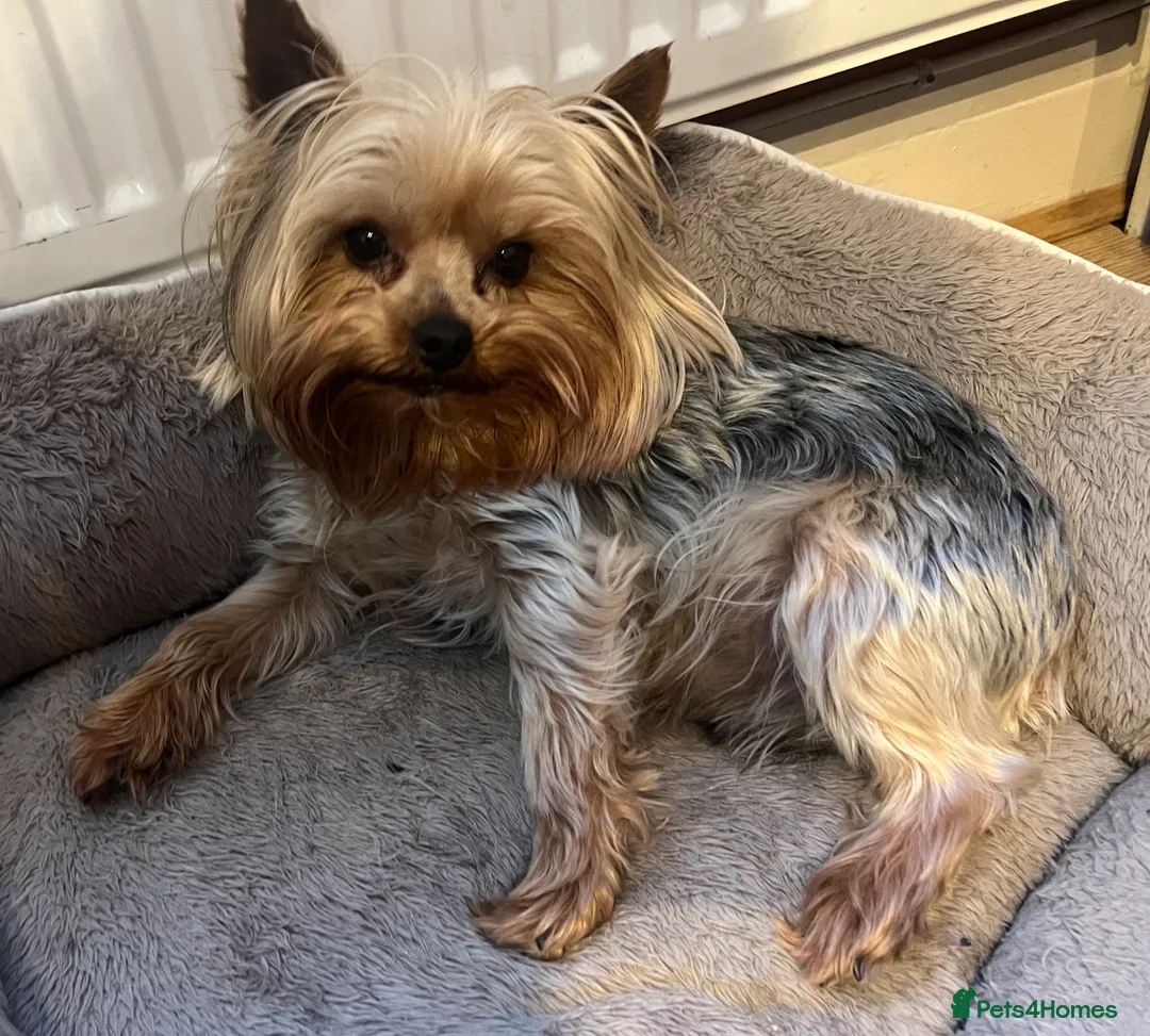 Yorkshire Terrier dogs for sale: Looking for special forever home - Advert 3