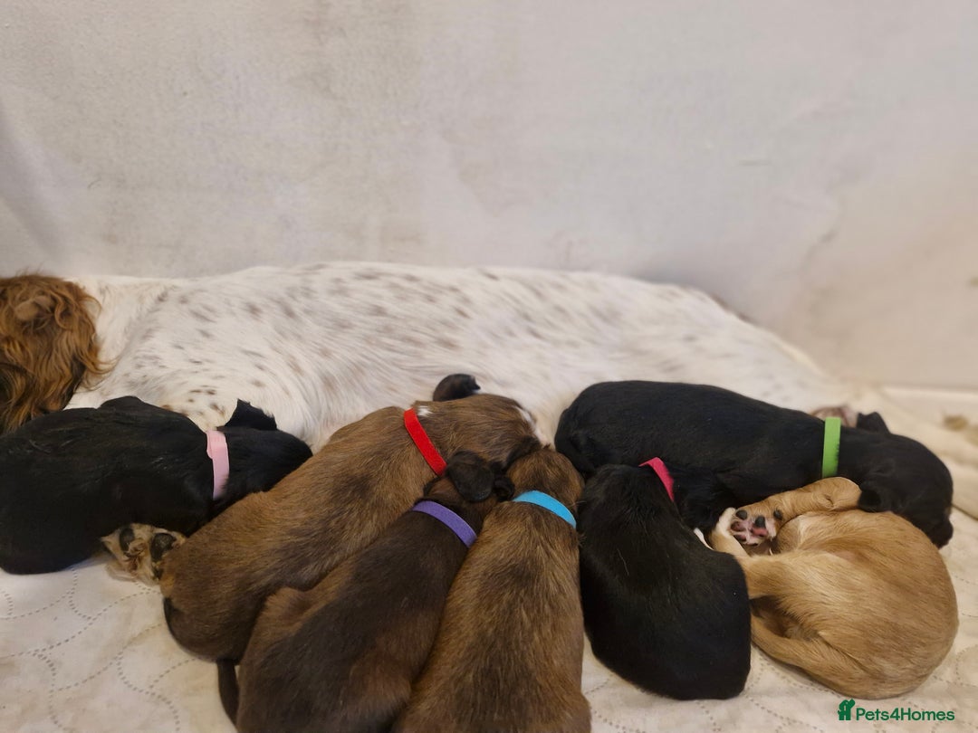 Sprocker dogs for sale: 🐾 Beautiful Sprocker Spaniel Puppies – £1000 🐾 - Advert 5