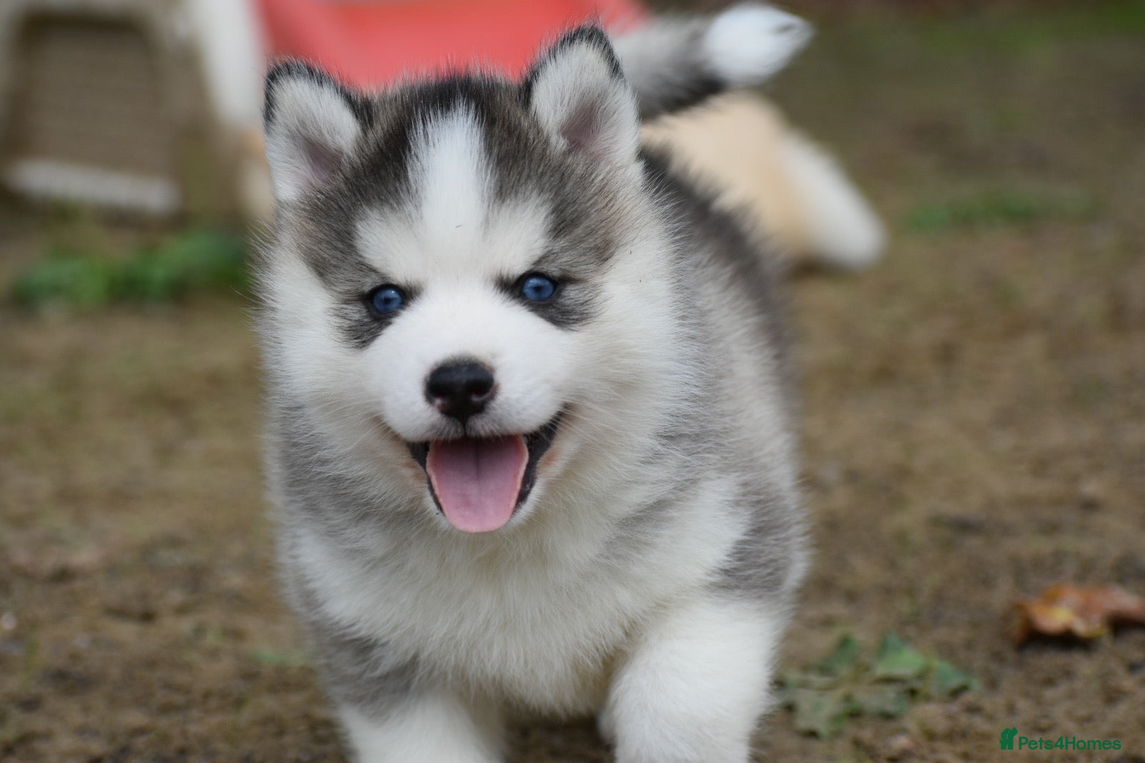 Pomsky dogs Genuine Celtic Star F3 Pomskies Available  - Advert 1