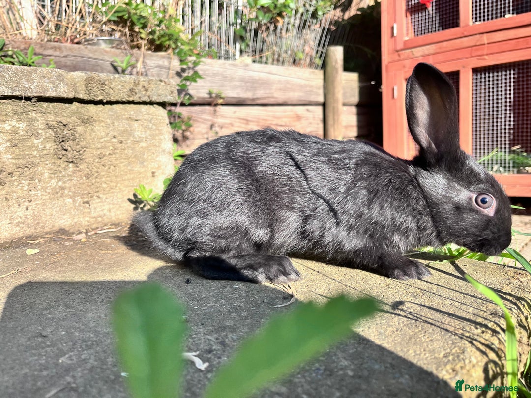 English rabbits for sale: New Zealand cross English babies - Image 6