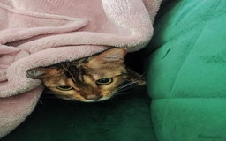 Bengal cats for sale: 🐆Rehoming our Beautiful 🔥Bengal Cats 🥺 TICA Reg - Image 4
