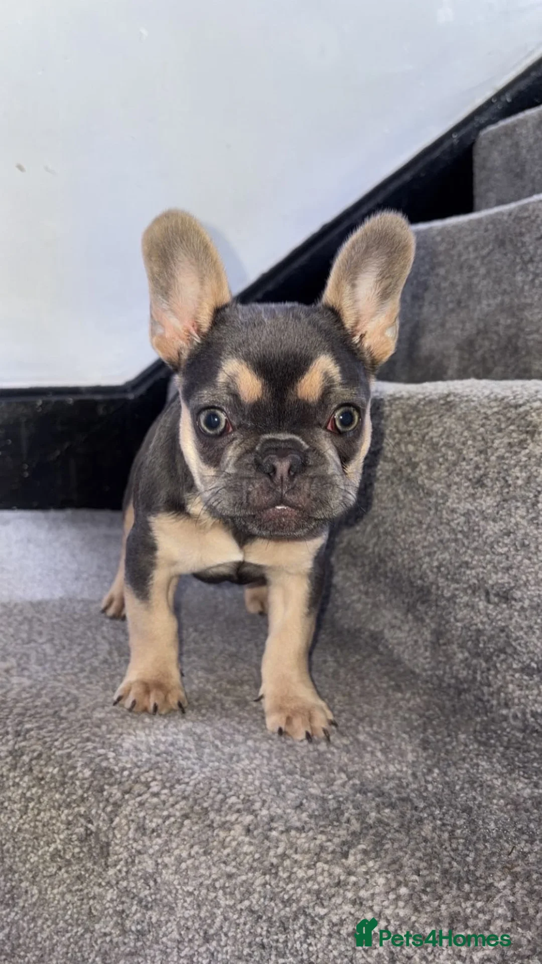 French Bulldog dogs for sale: I have a frenchie bull dog puppie  in Leeds - Advert 2