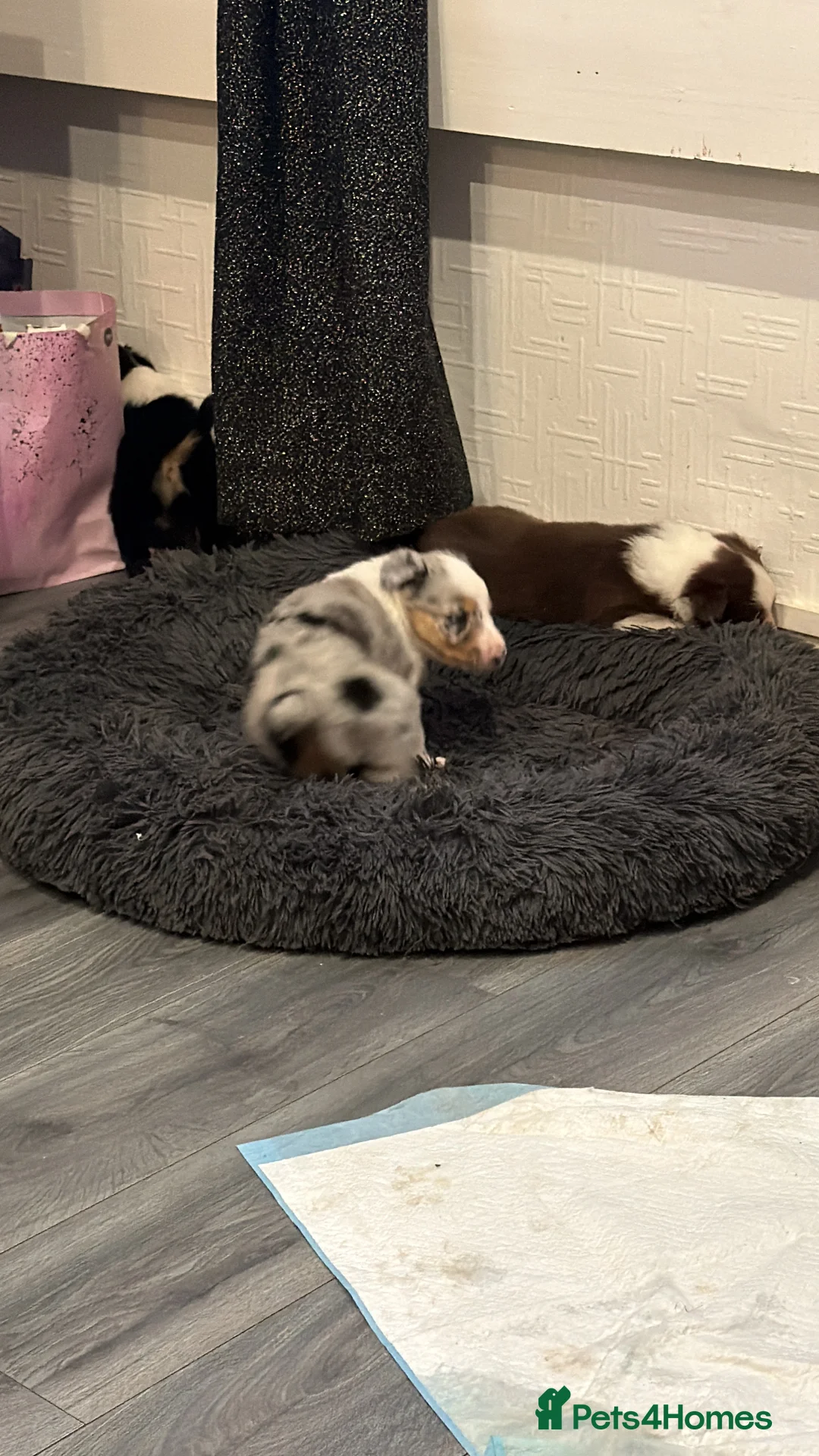 Mixed Breed dogs for sale: Stunning Border Collie Cross Puppies Family Raised - Advert 8