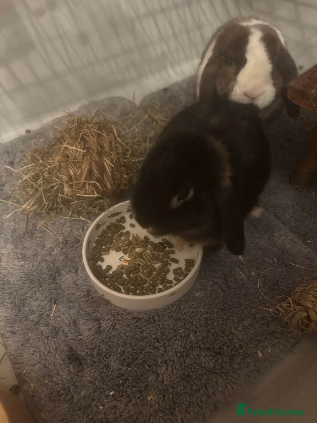 Mini Lop rabbits for sale: Male and female Bonded Pair of Rabbits - Advert 2