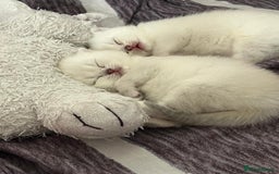 Scottish Fold cats for sale: Scottish straight boy and girl - Image 11