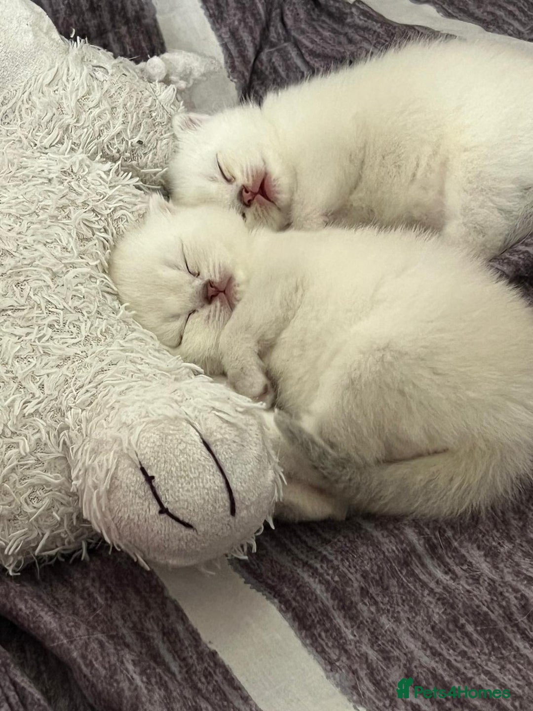 Scottish Fold cats for sale: Scottish straight boy and girl - Image 11