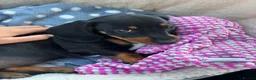 Miniature Dachshund dogs for sale: Female miniature dachshund  in Plymouth - Advert 2