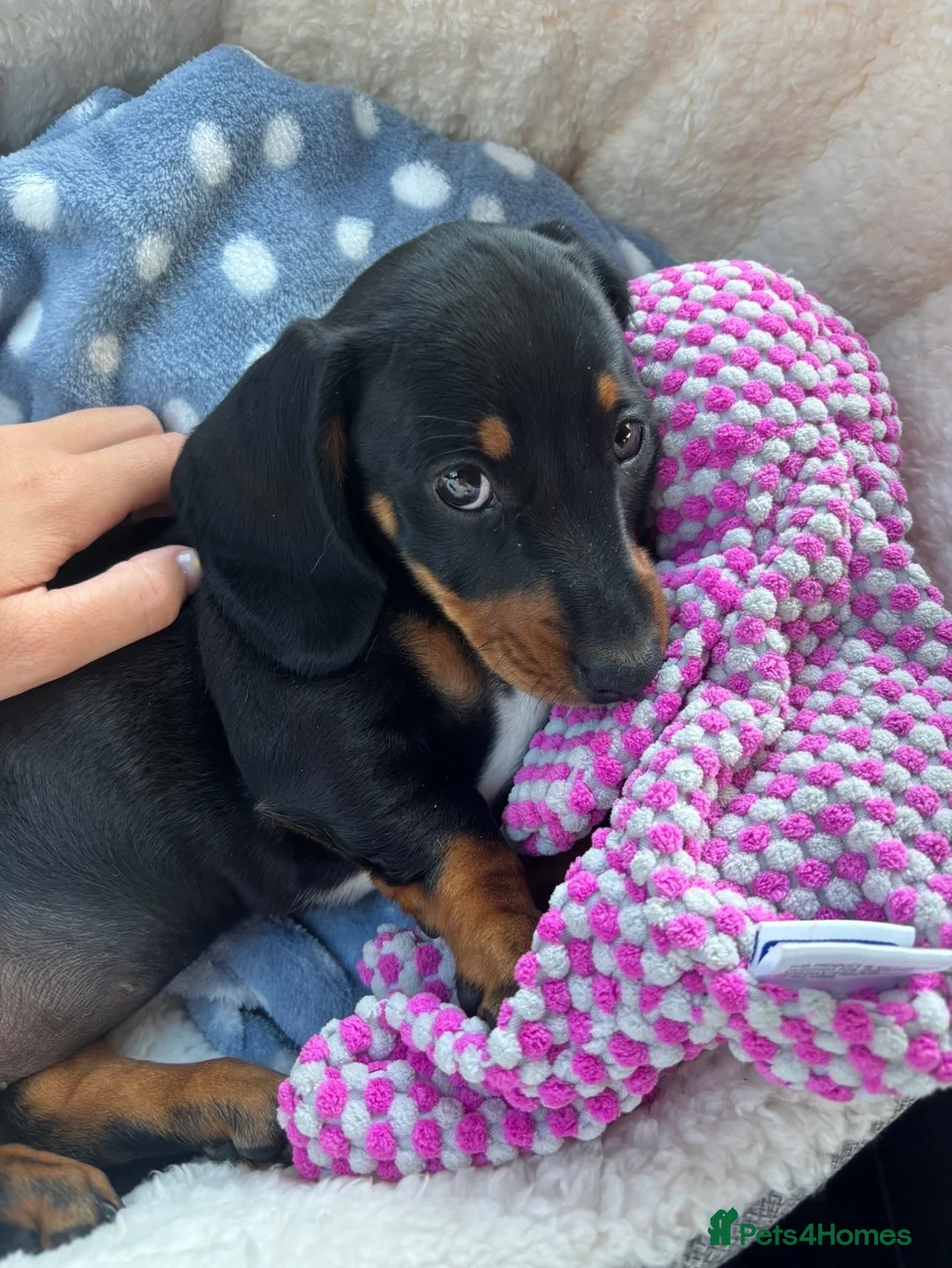 Miniature Dachshund dogs for sale: Female miniature dachshund  in Plymouth - Advert 2