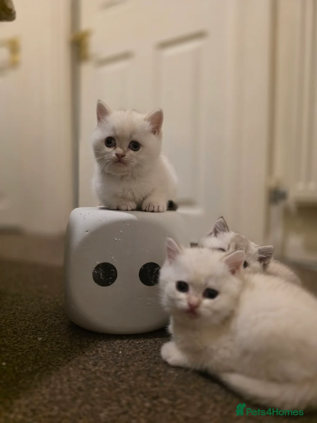 British Shorthair cats for sale: B.Shorthair Kittens Raised in a Loving Family Home - Advert 5