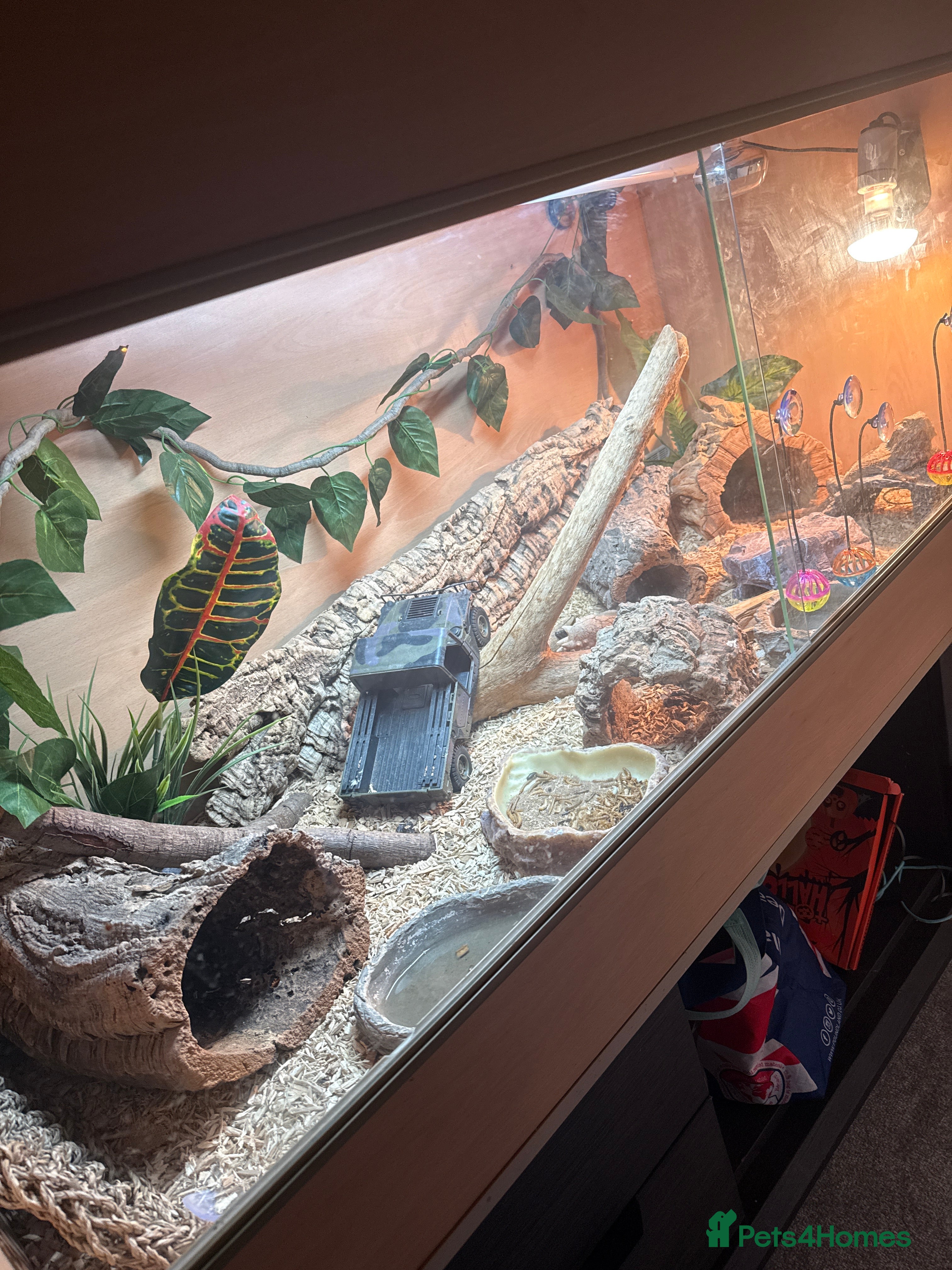 Bearded Dragon reptiles Male bearded dragon  - Advert 12