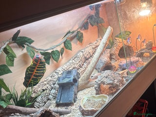 Bearded Dragon reptiles - Advert 14