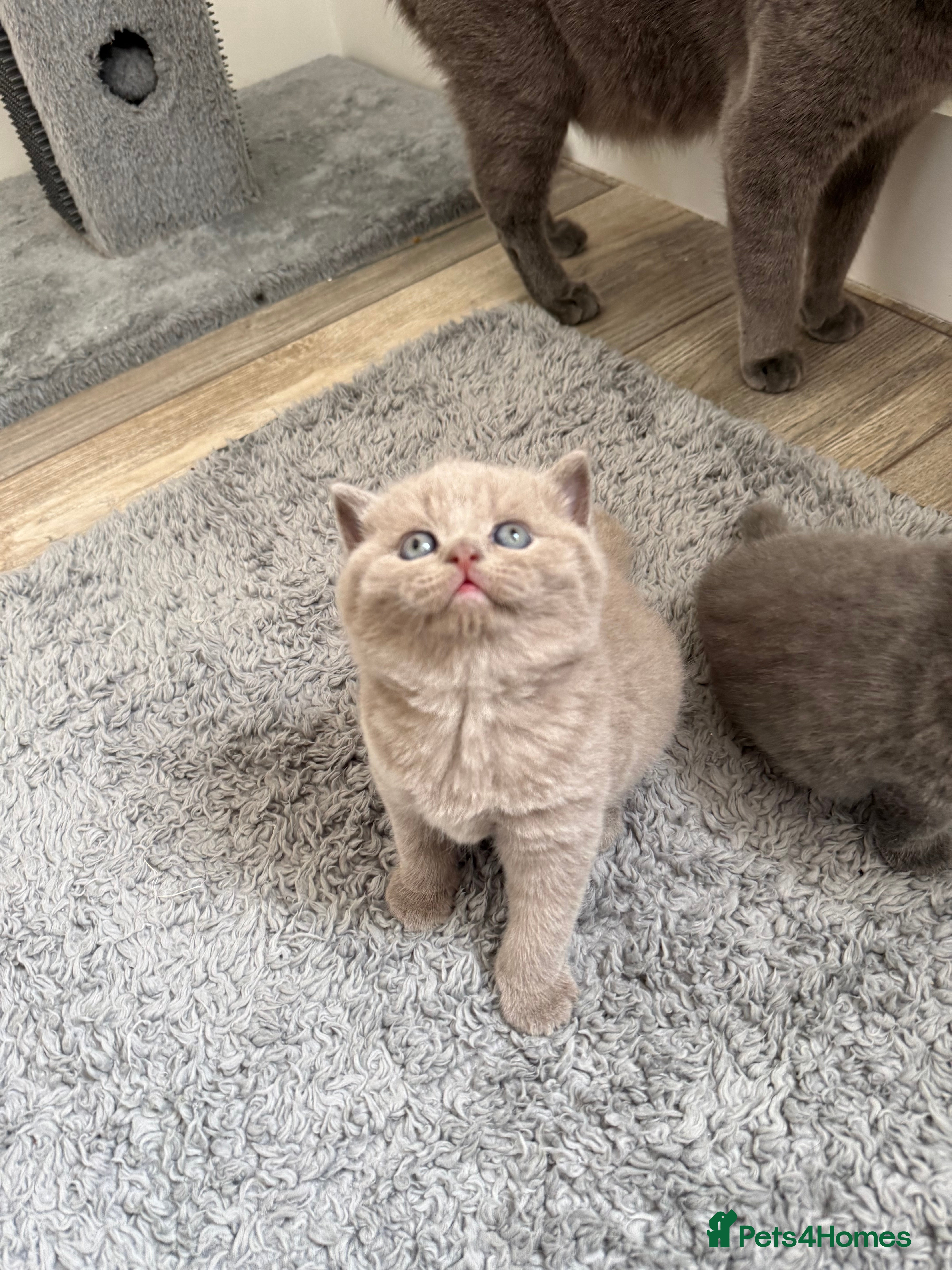 British Shorthair cats 🐾 Adorable British Shorthair Kittens  🐱 - Advert 1