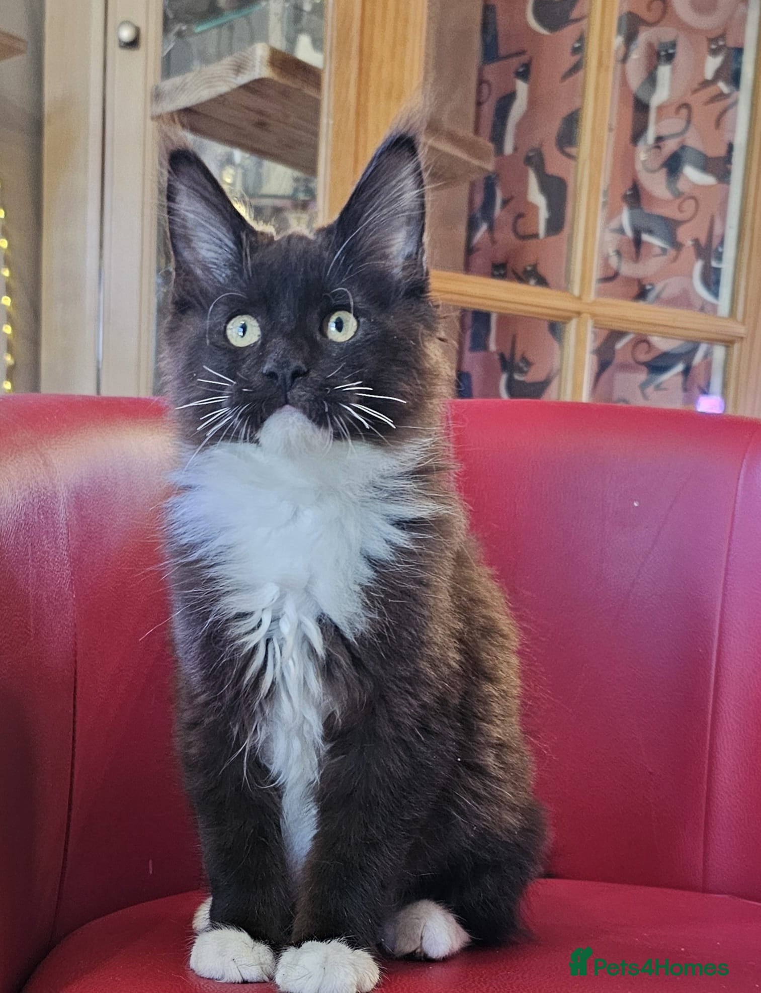 Maine Coon cats BEAUTIFUL MAINE COON KITTENS FOR SALE - Advert 14