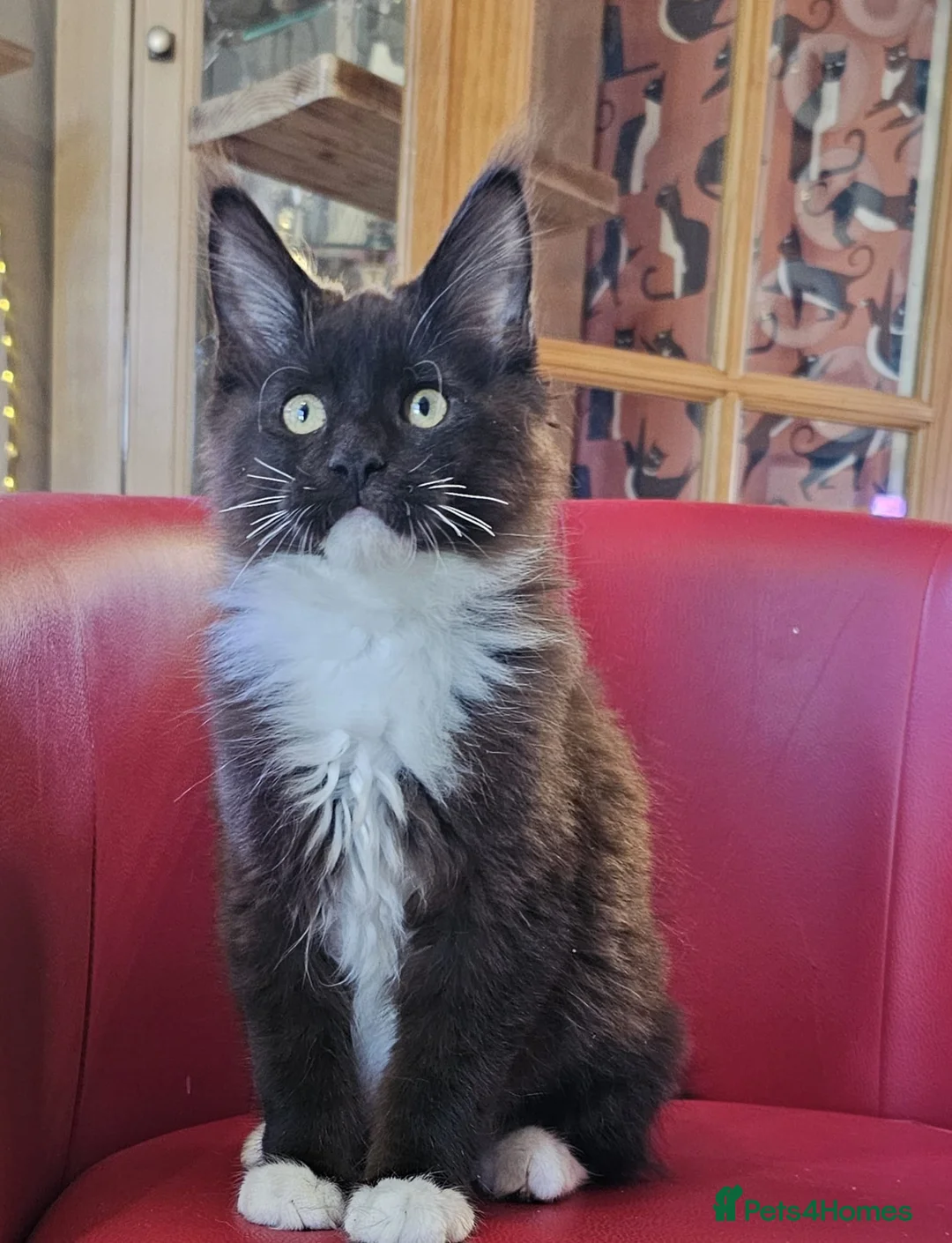 Maine Coon cats for sale: BEAUTIFUL MAINE COON KITTENS FOR SALE - Advert 1