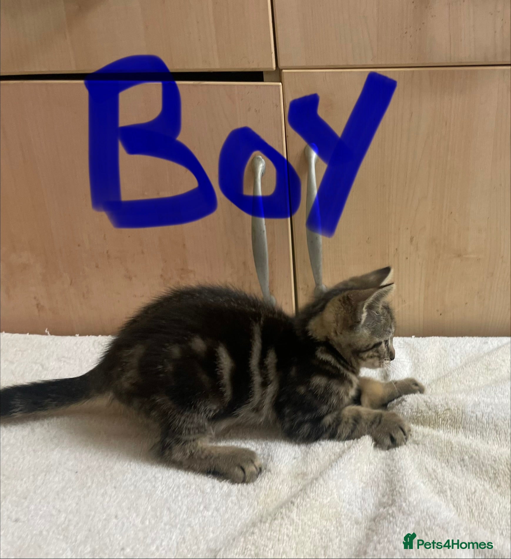 Mixed Breed cats Bengal cross kittens - Advert 1